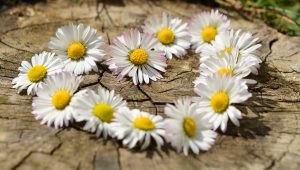 daisy heart