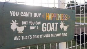 goat yoga sign