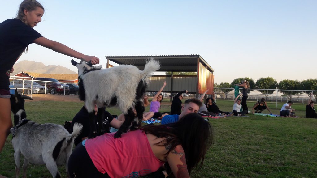 goat yoga