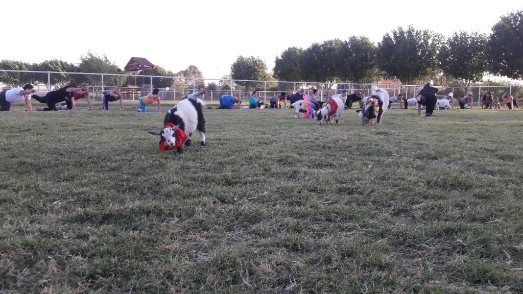 goat yoga