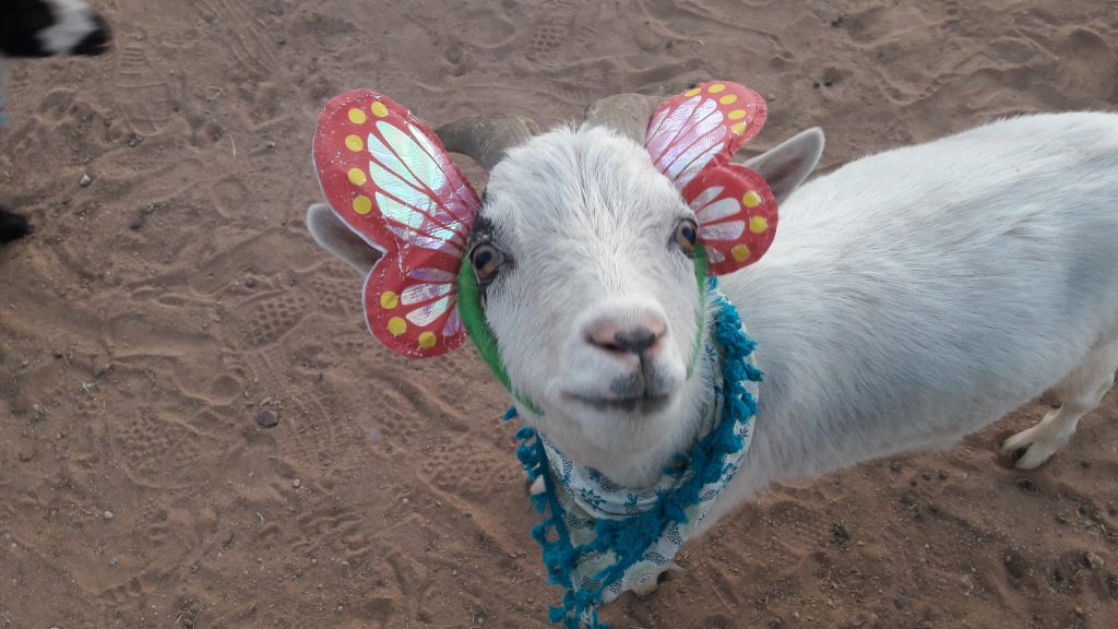 goat yoga