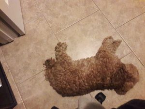 my dog Romeo
