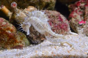 seahorses