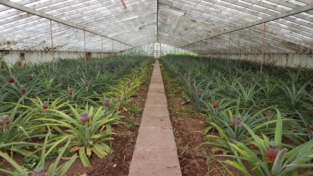 pineapple plantation