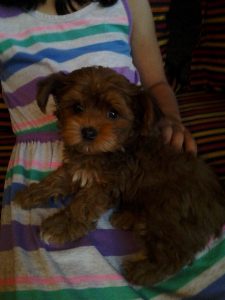 dog sitting on a lap