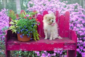 Dog on a bench with flowers