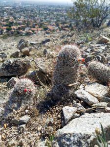 Cacti in the desert- example of habituation